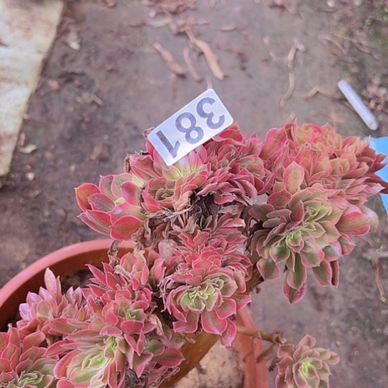 燕***天多肉植物一个斑斓追