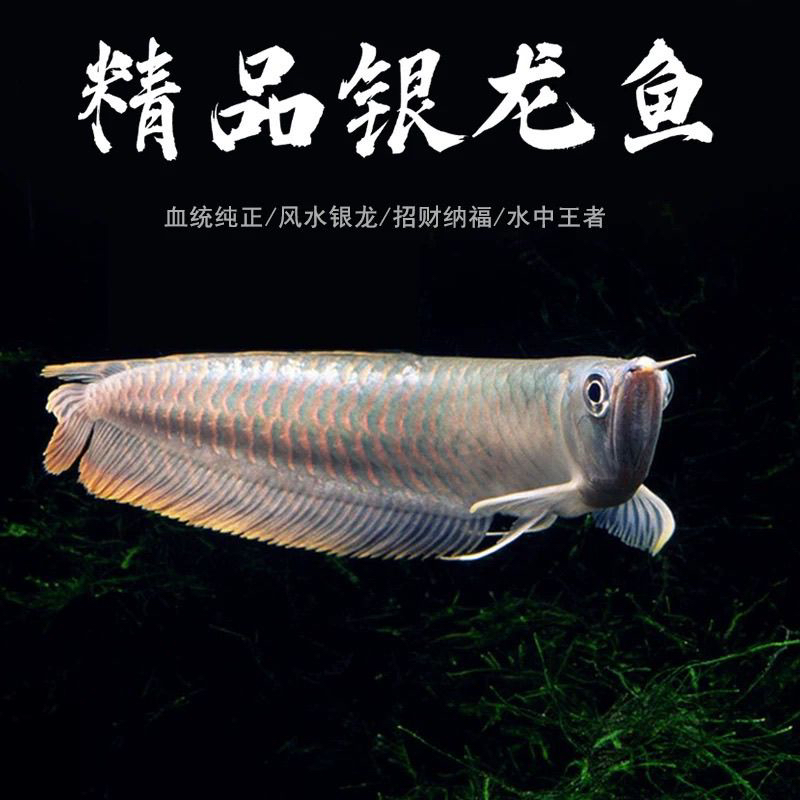 银龙鱼活体中大型热带淡水观赏鱼鱼好养耐活