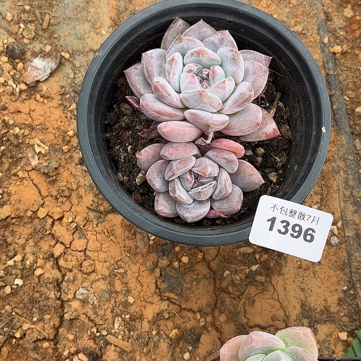 阿雅园艺。    1396星影