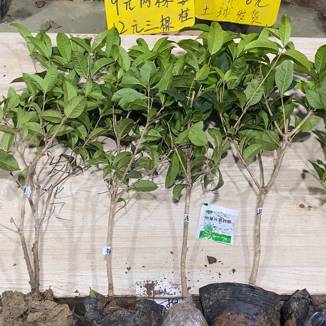 完全开放四季桂花一物一拍