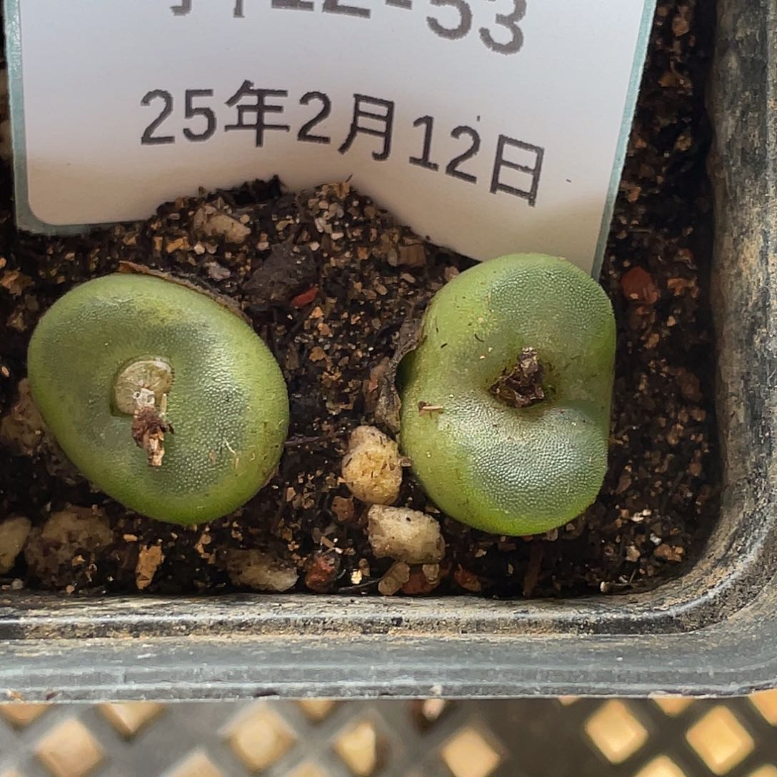 12-53水晶鞋多肉植物