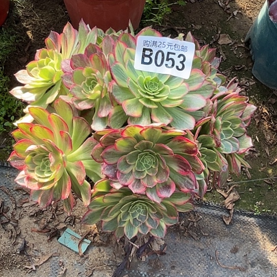 色*一颗多肉法师植物