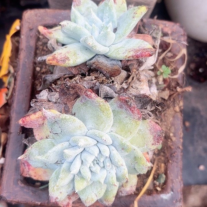 仙女杯多肉植物盆栽