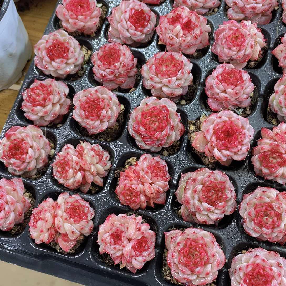 量拍72号 糖心天鹅绒单头双头混发7个