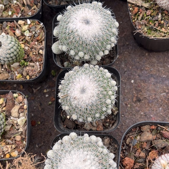 乌月丸好养皮实好活