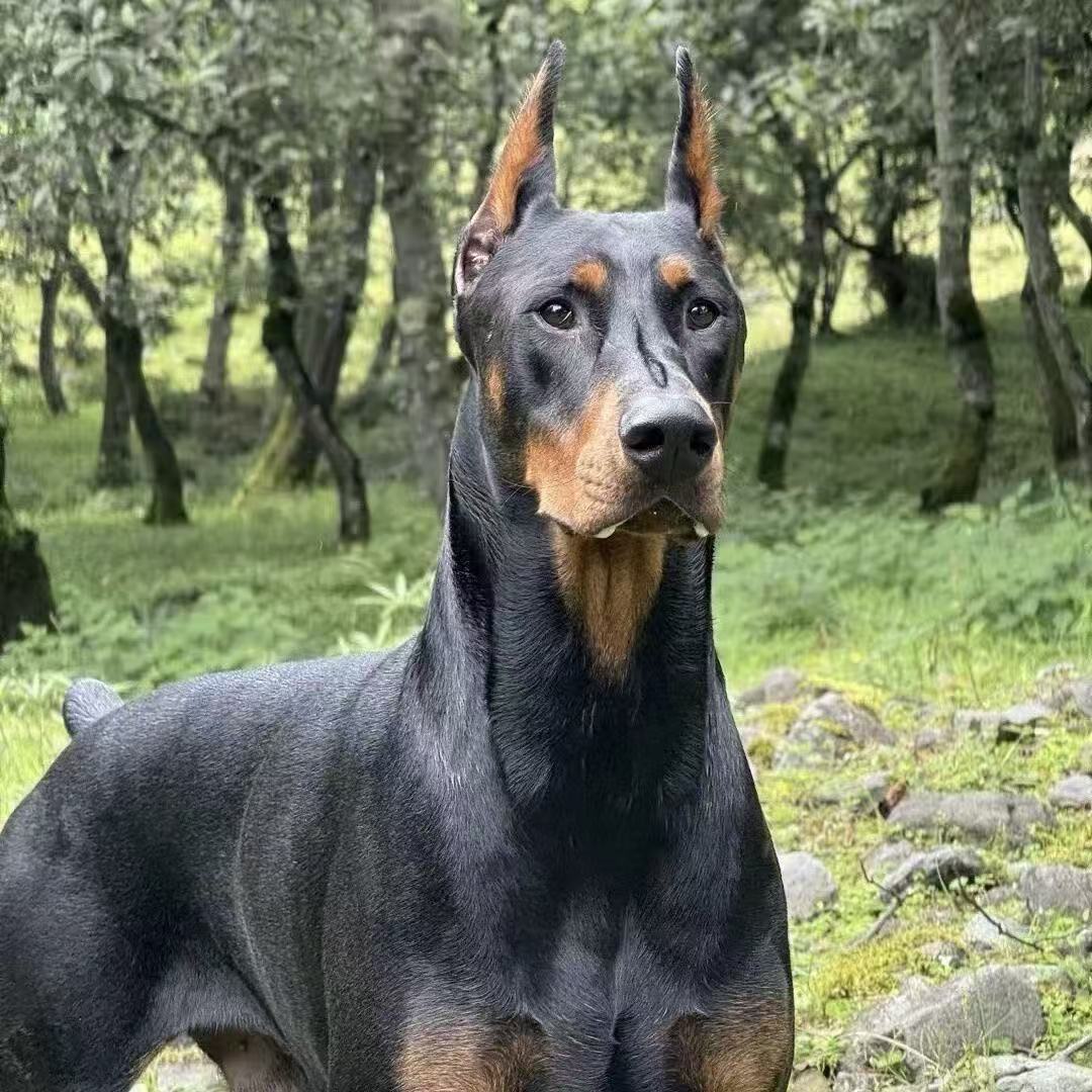 【景新】杜宾犬纯种幼犬高级宠物伴侣护卫犬大型犬看家护院活体狗狗