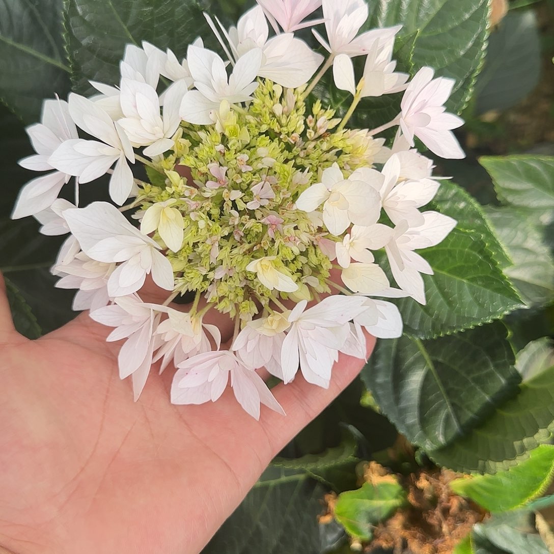 绣球切花一物一拍3枝起包邮，139