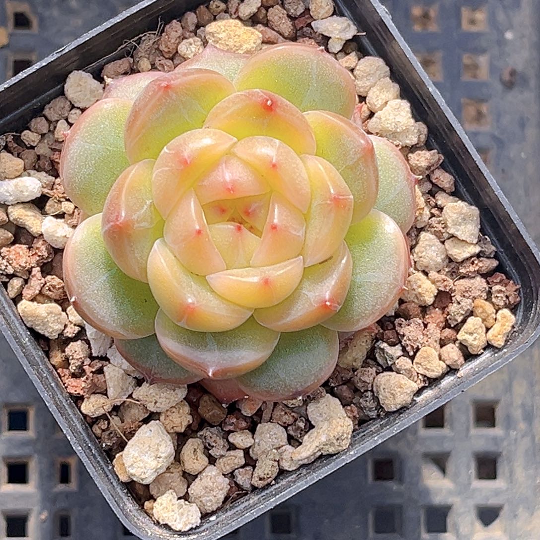 45一物一拍  阿兹猫