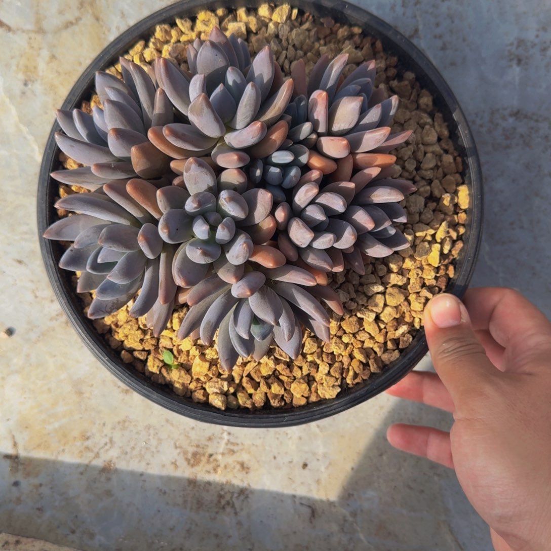 黑加仑 紫丽殿 群生  一物一拍