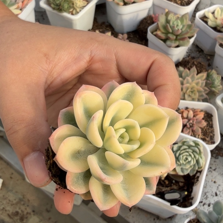 美尻锦多肉植物一物一拍