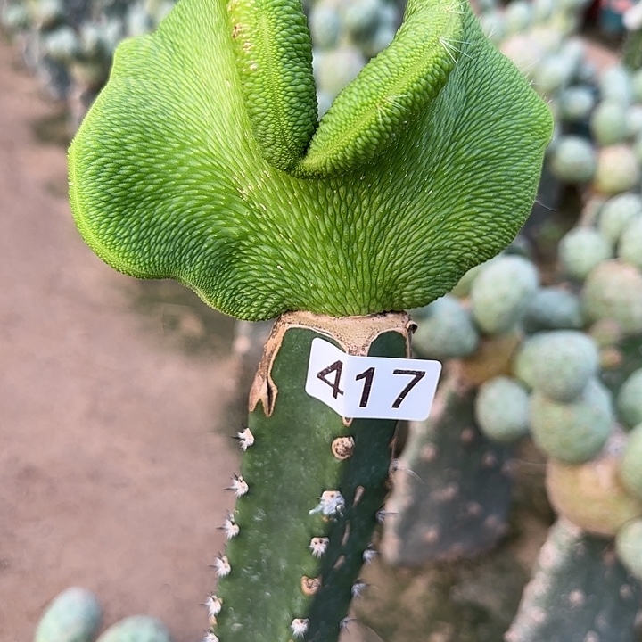 花****无花朵嫁接青蛇缀417
