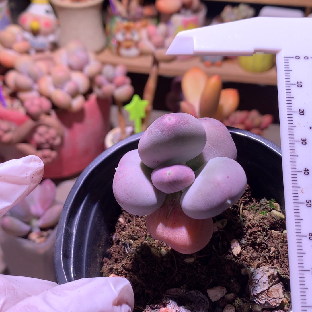 小屁桃奶酪多肉灰绿色