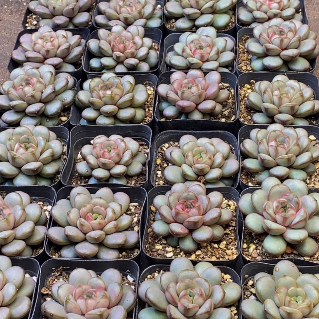 847多肉植物保护研究所所长助理研究员