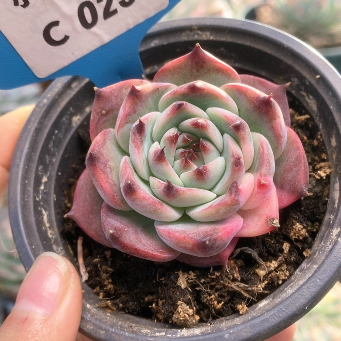 C256锦锦锦锦锦锦锦