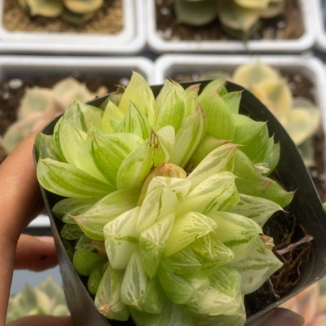 584金之华锦锦锦锦锦
