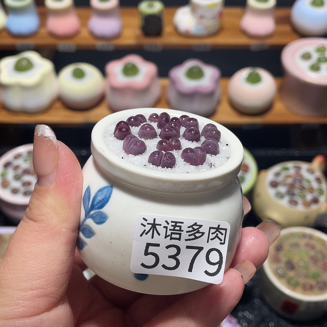 带盆土植物 一物一拍5379