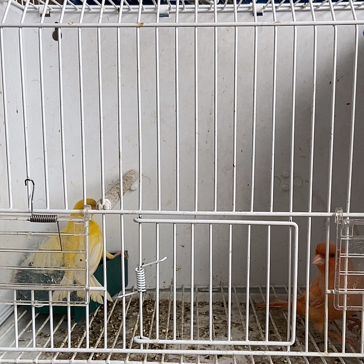 贾***哥文鸟雪花红袍公加蜡黄母