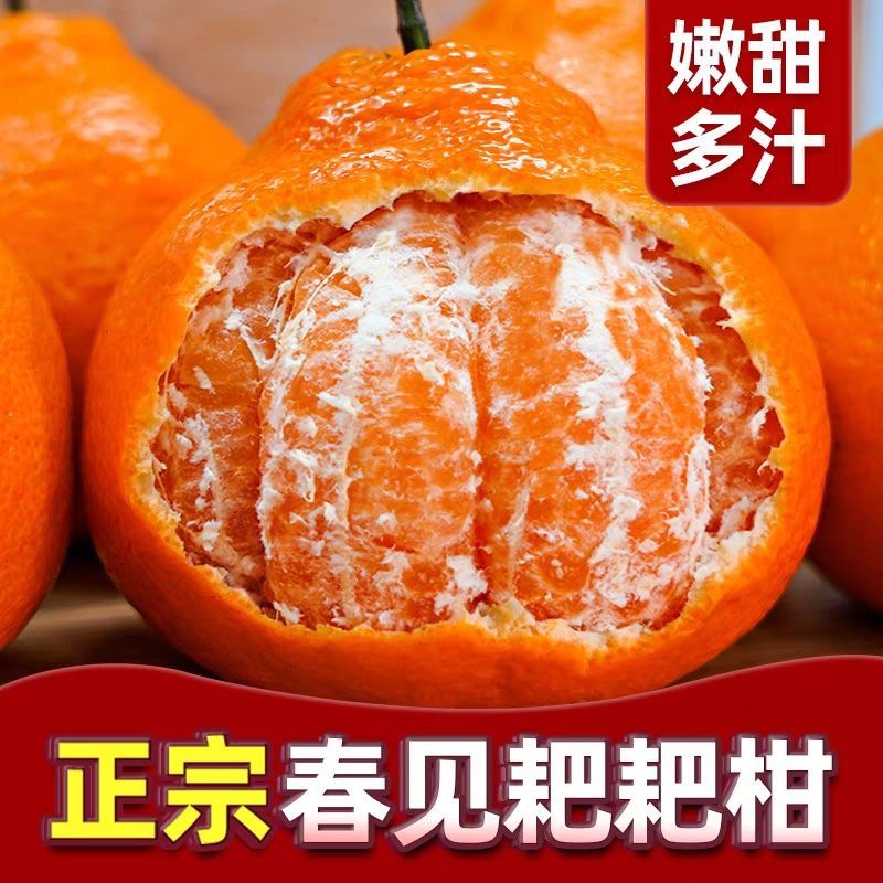 【爆甜多汁】正宗四川春见耙耙柑现摘现发新鲜应季桔子柑橘D