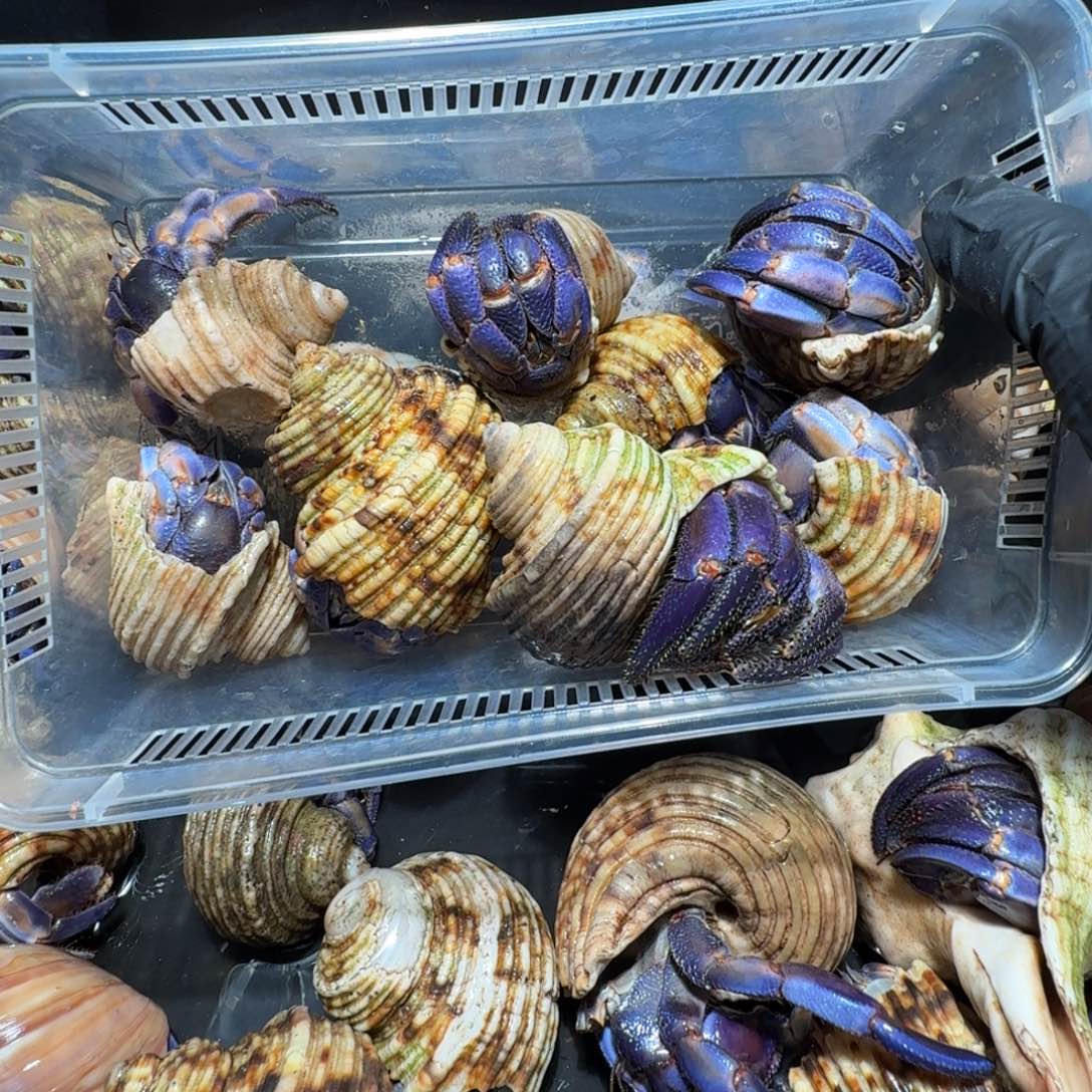 尤***$8个紫陆直播间挑选