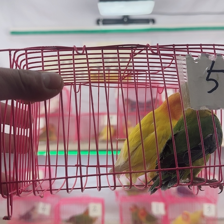 西***菜虎皮鹦鹉一物一拍