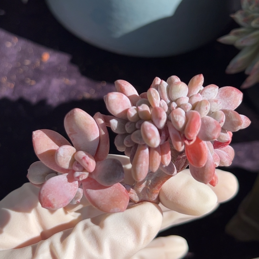 新年快乐 新年快乐