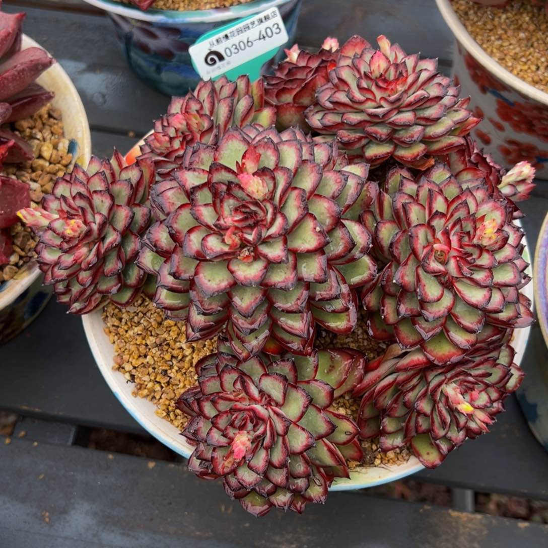 从前慢多肉精选编号0306.403