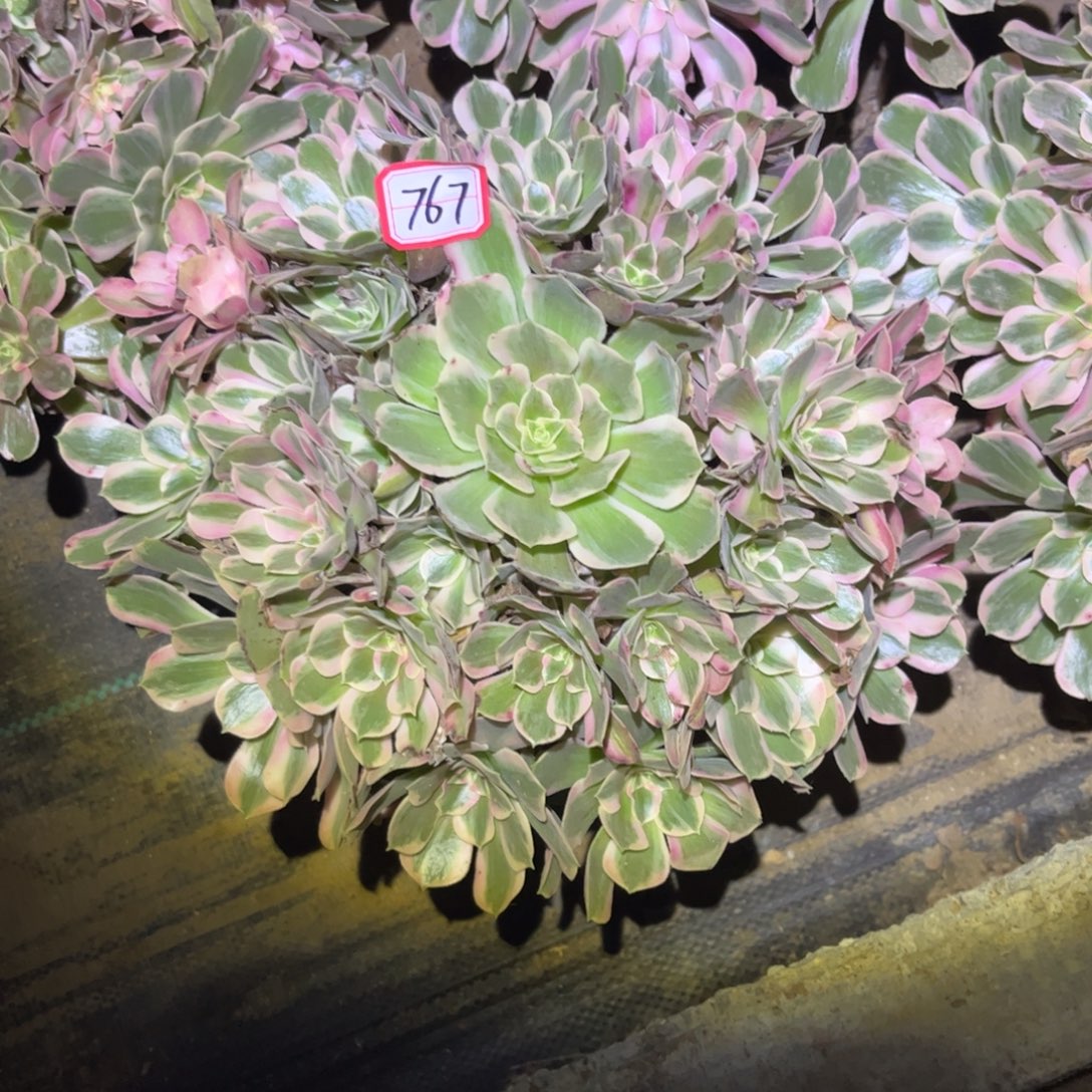 767多肉植物男神法师