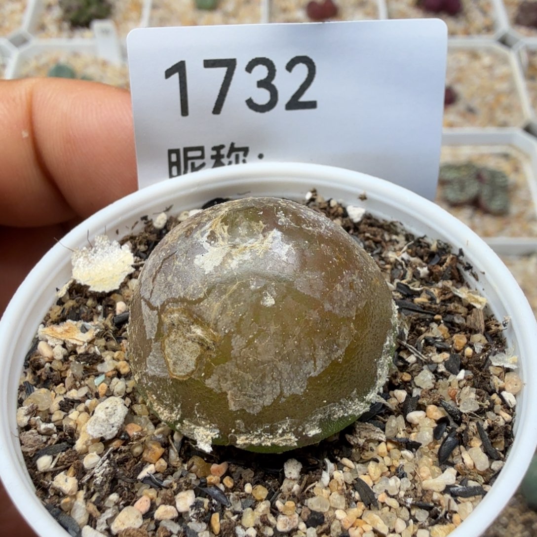 尺寸2.7多肉植物多肉植物