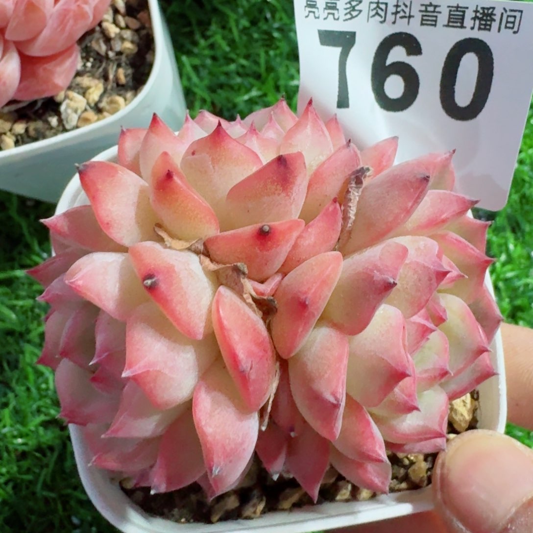 玉笛群生         多肉植物