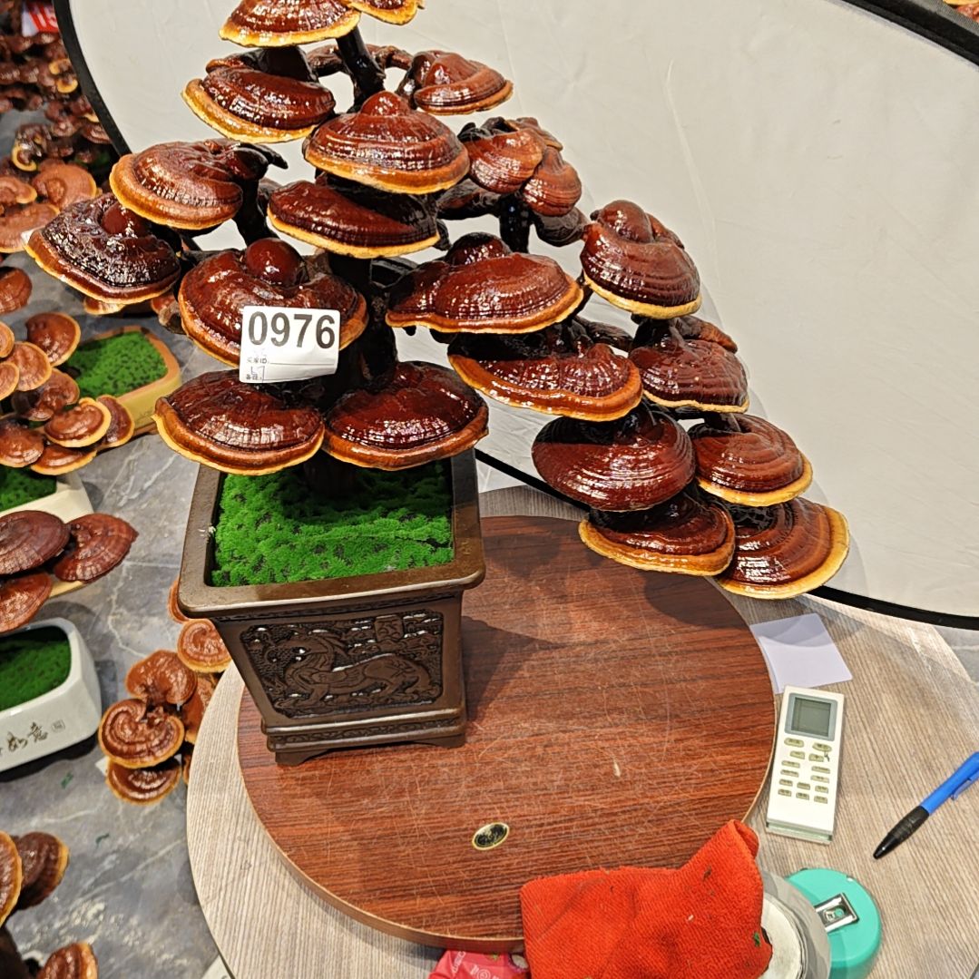 1灵芝盆景高端大气上档次