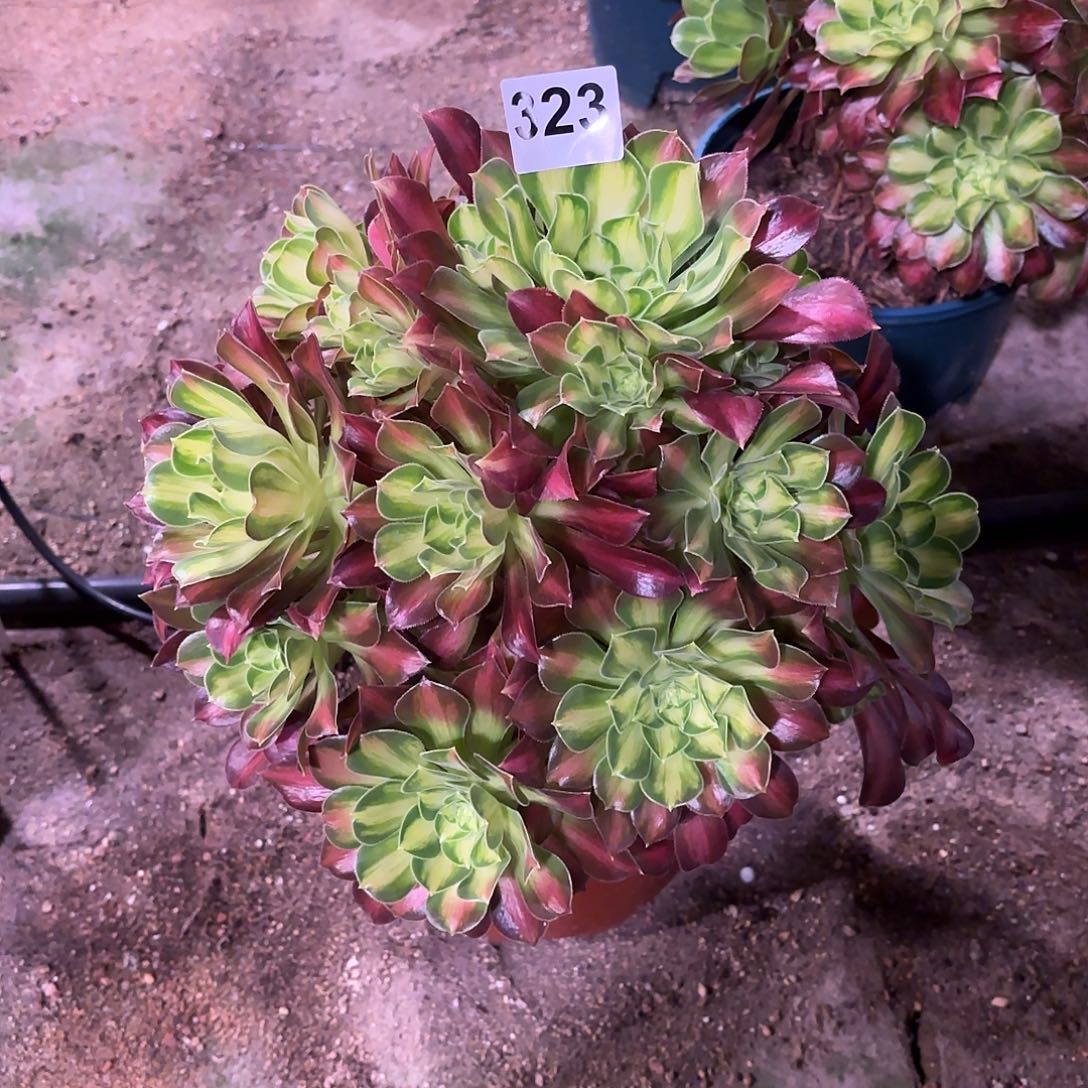 多肉法师韶华323