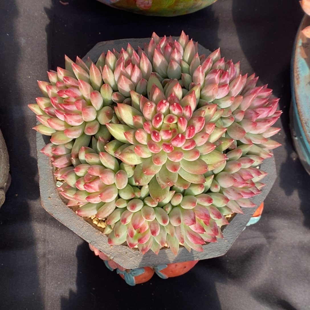 二代虞美人 一物一拍 