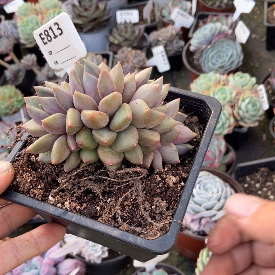 这象牙朵朵缀813