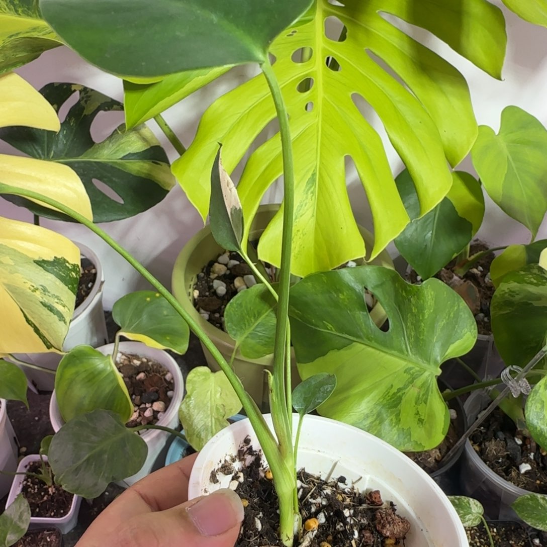 请****完全开放龟背竹种子苗