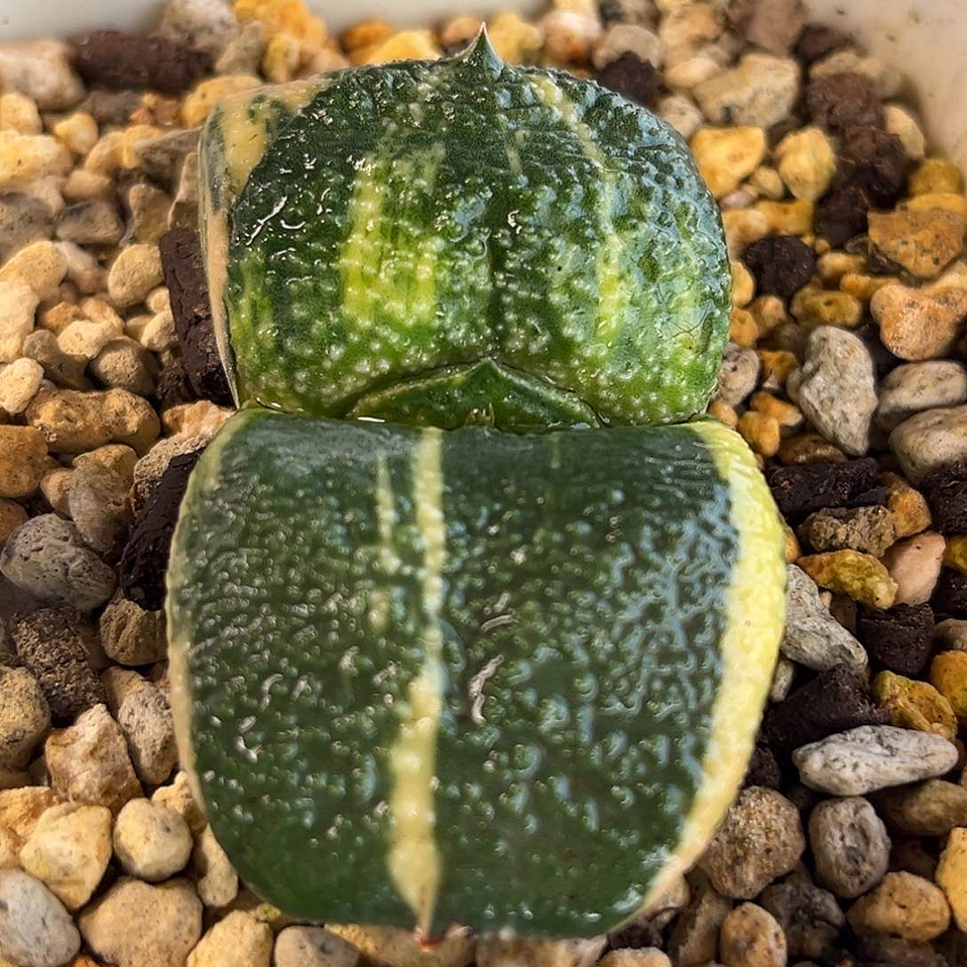 28脱土发货1111111