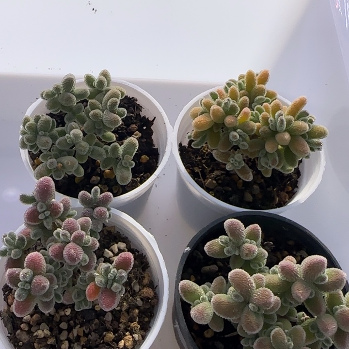 451-冰晶杂个体4颗