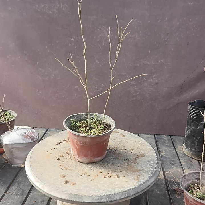 英***师完全开放老鸦柿83