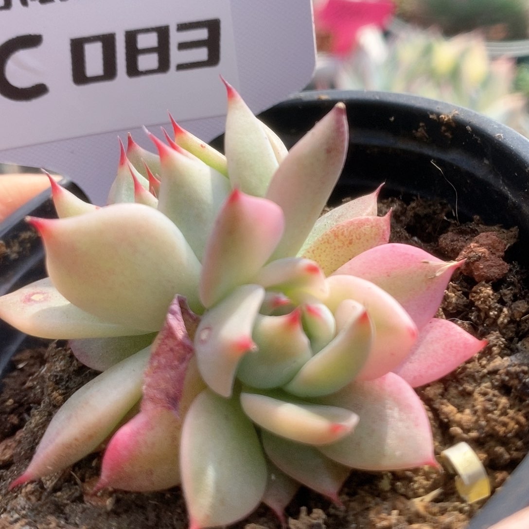 083锦锦锦锦锦锦锦