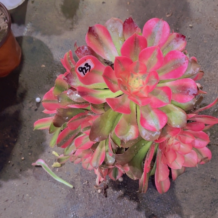 一物一拍正版香妃有断枝瑕疵923多肉