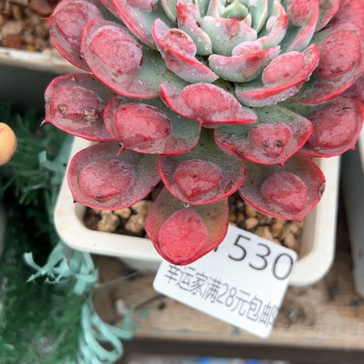 幸运的是我的朋友们都