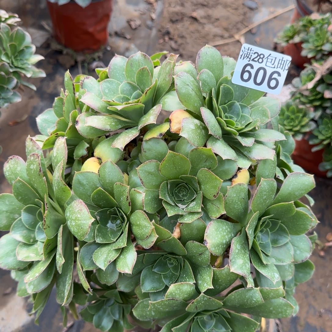 绿玫瑰多肉606满28包邮断枝不包