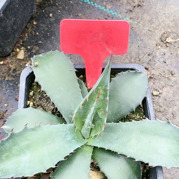 【闪购商品】无花朵龙舌兰赛米娜