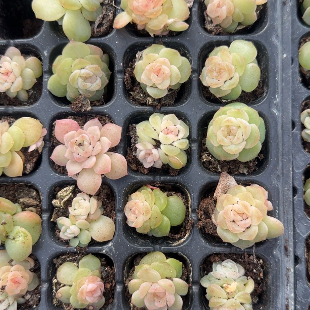 粉谪仙穴一个满25包邮