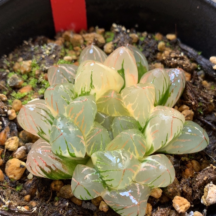 狄原on5玉露锦带盆土发货