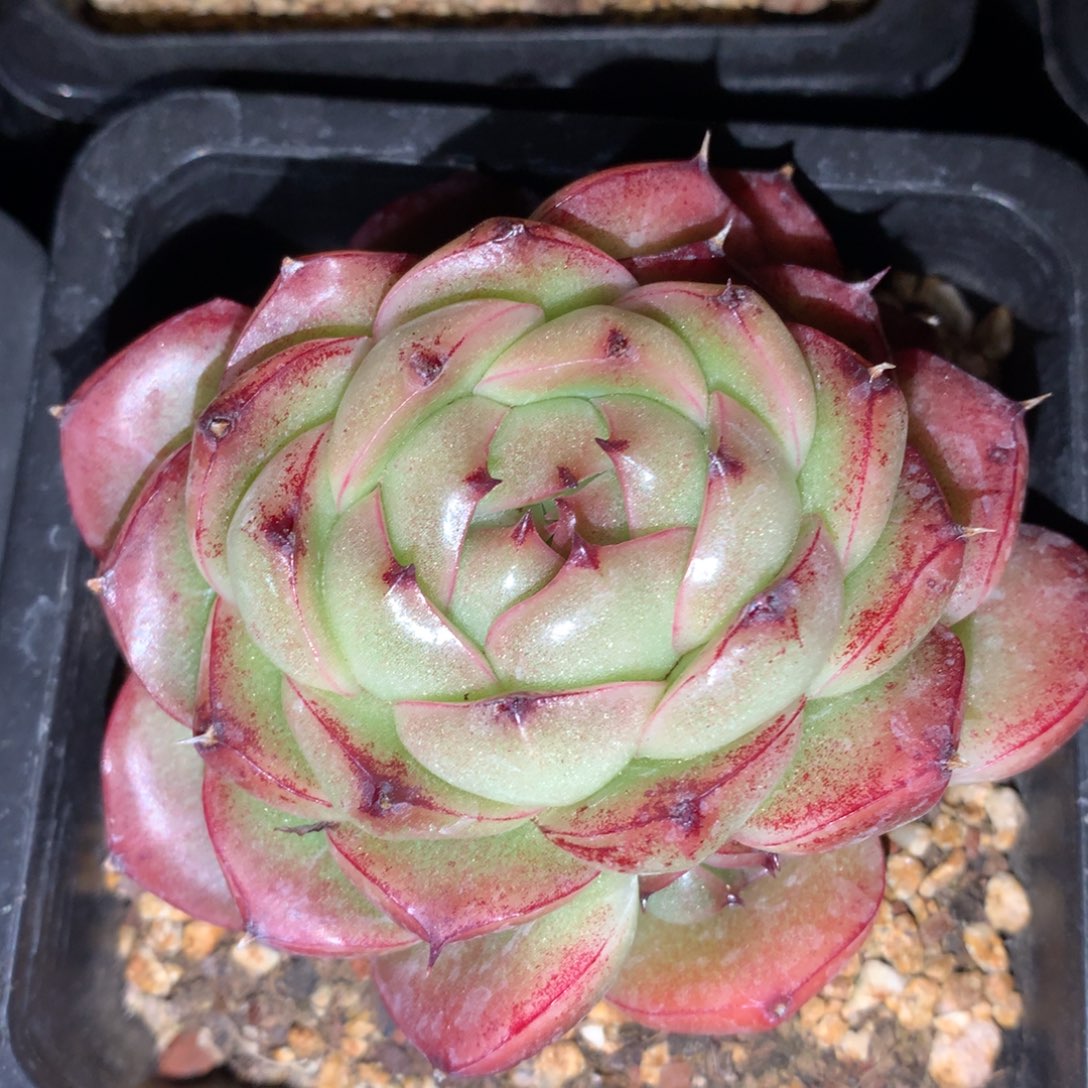 0308-206 麦杆优选