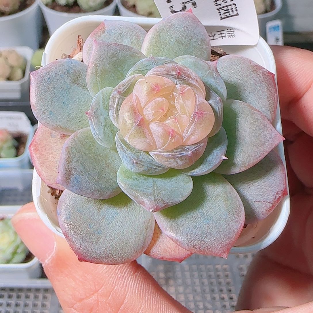 1205-125多肉群生不包整