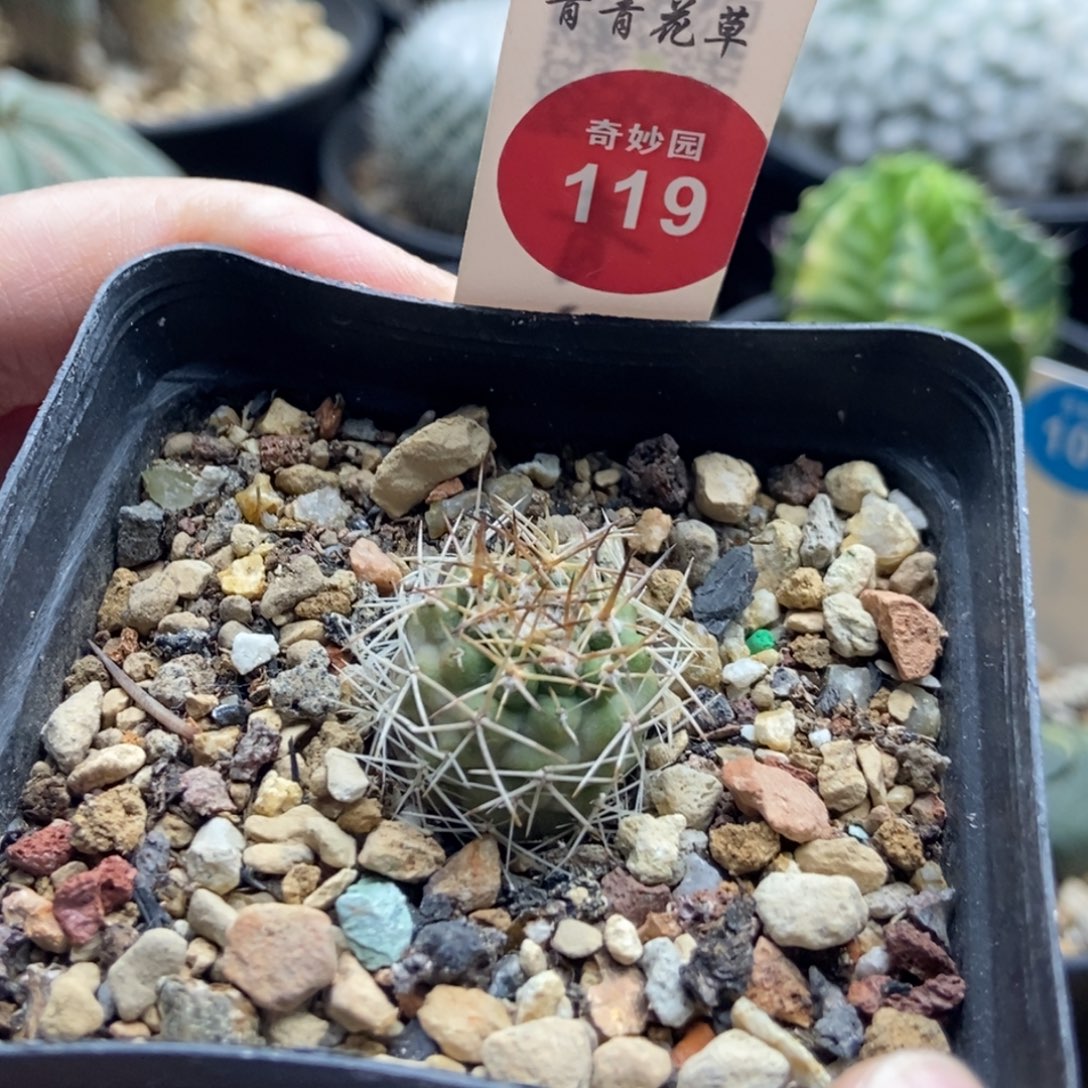 实生狂刺极光球一颗仙人球