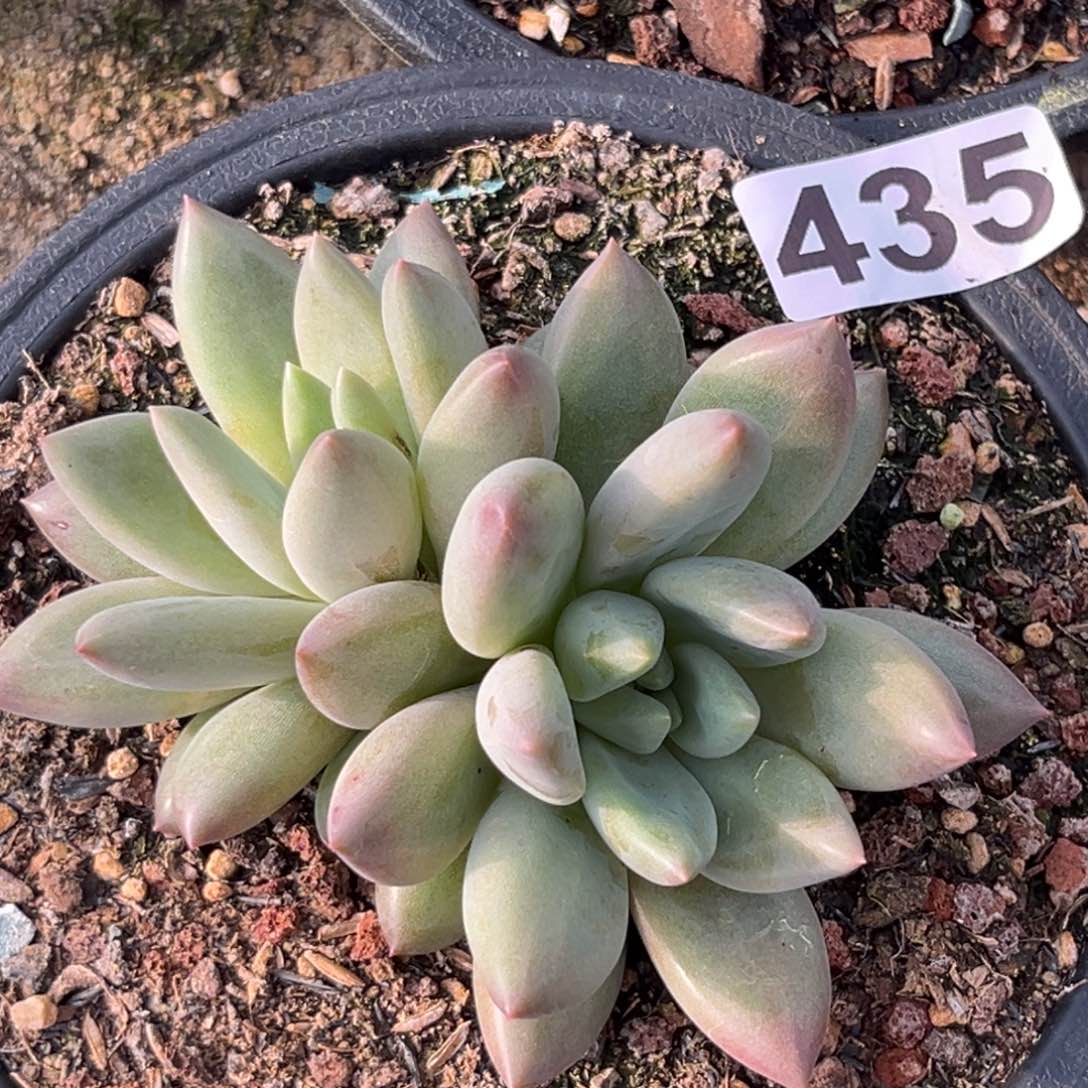 水晶球多肉植物435