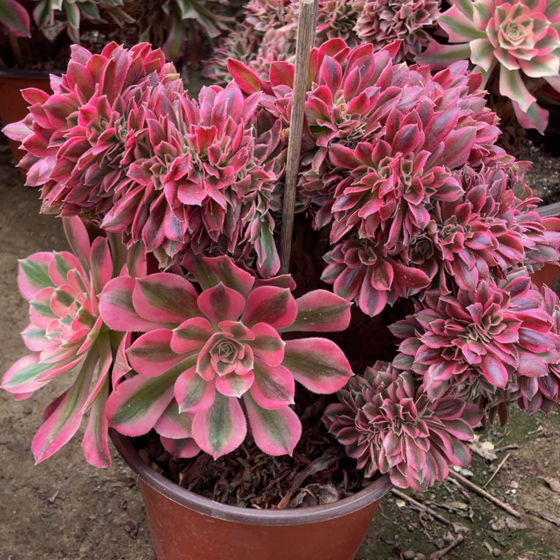 518粉女巫缀精品法师多肉