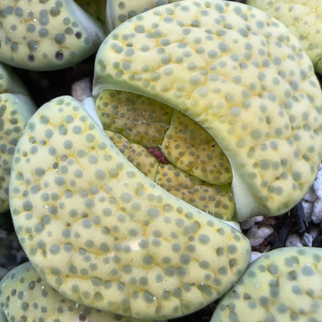 1.15，微文玉，9018